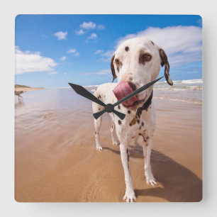Relógio Quadrado Cão Dalmatian na praia
