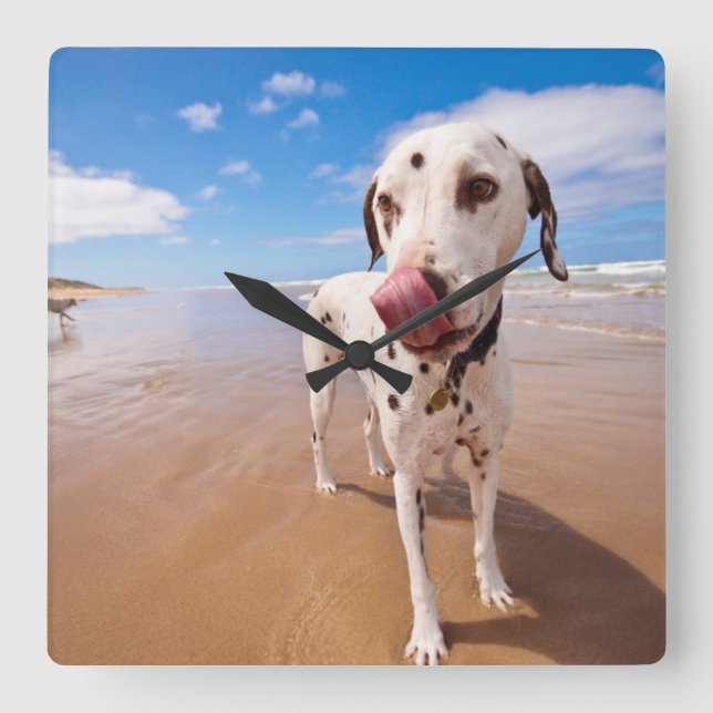 Relógio Quadrado Cão Dalmatian na praia (Frente)