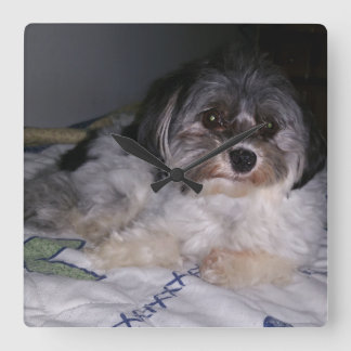 Relógio Quadrado Cão de Havanese, pulso de disparo de parede