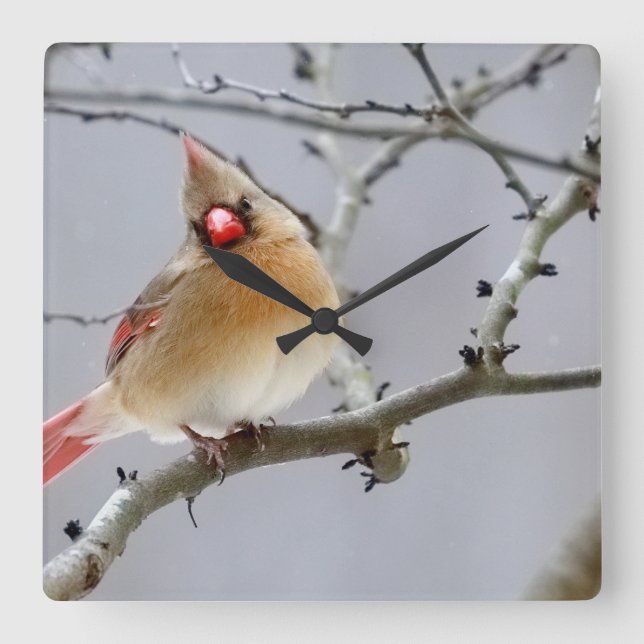 Relógio Quadrado Cardinal_fêmea_relogio_v1 (Frente)