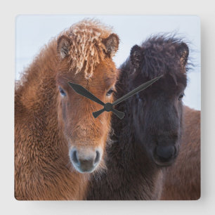Relógio Quadrado Cavalo islandês durante o inverno em Islândia 2