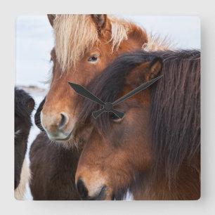 Relógio Quadrado Cavalo Islandês durante o inverno na Islândia