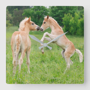 Relógio Quadrado Cavalos de Haflinger Sapos Cachorosos Criando acrí