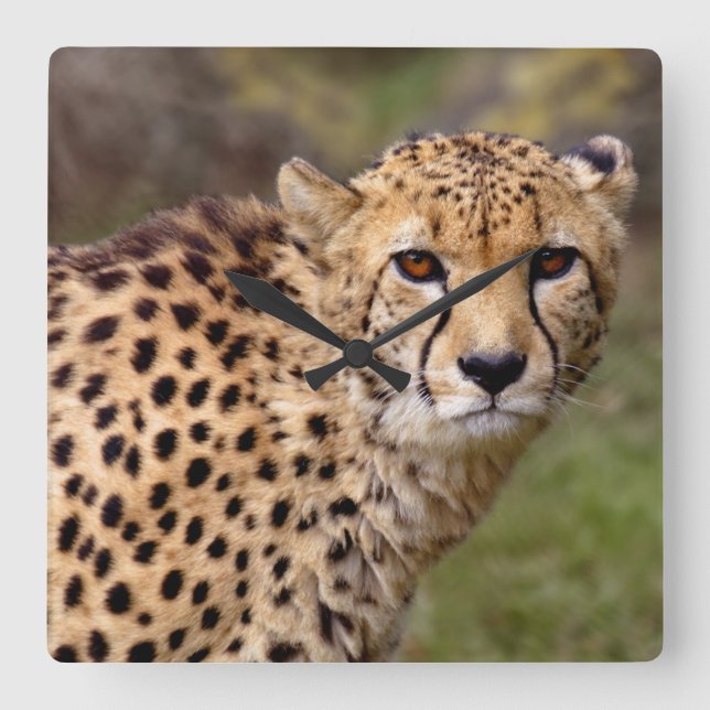 Relógio Quadrado Cheetah Clock (Frente)