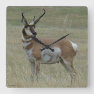 Relógio Quadrado Chifres curvados do antílope de A37 Pronghorn