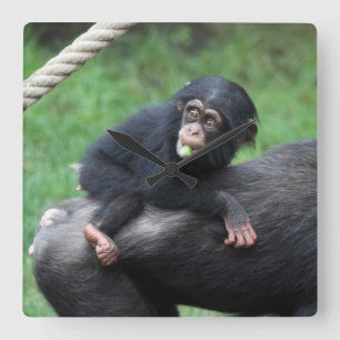 Relógio Quadrado Chimpanzee 032