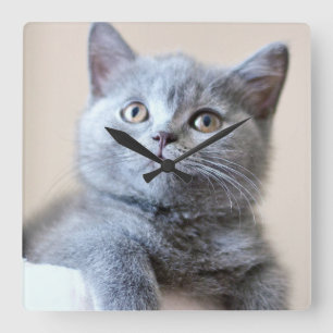 Relógio Quadrado Cinza British Shorthair Cat