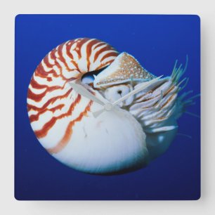Relógio Quadrado Close-Up de Nautilus-Camarado