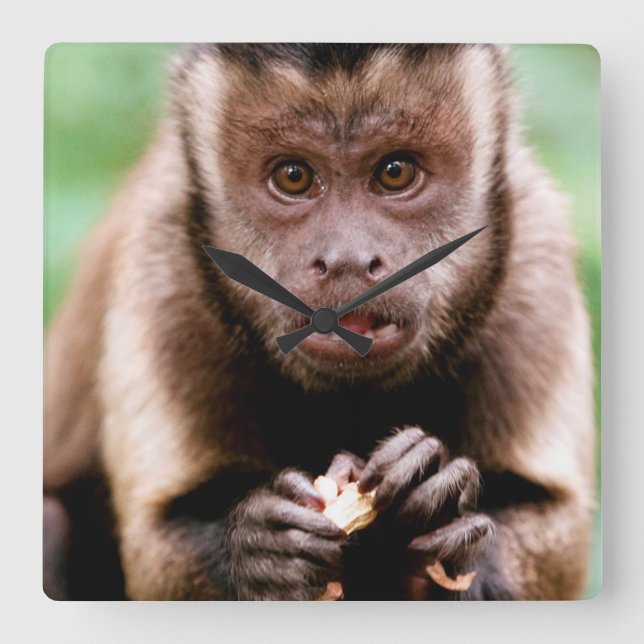 Relógio Quadrado Close-up de um macaco capuchinho de cabeça preta (Frente)