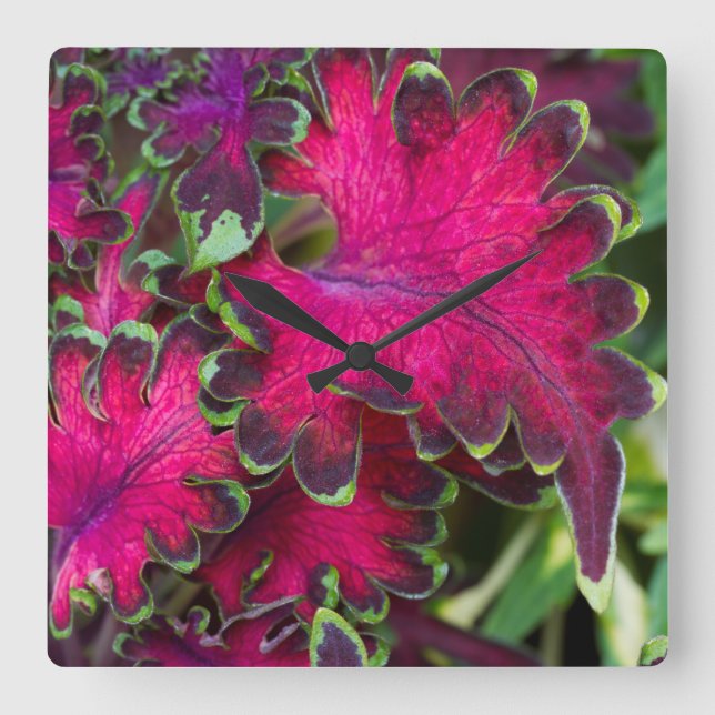 Relógio Quadrado Coleus Macro (Frente)