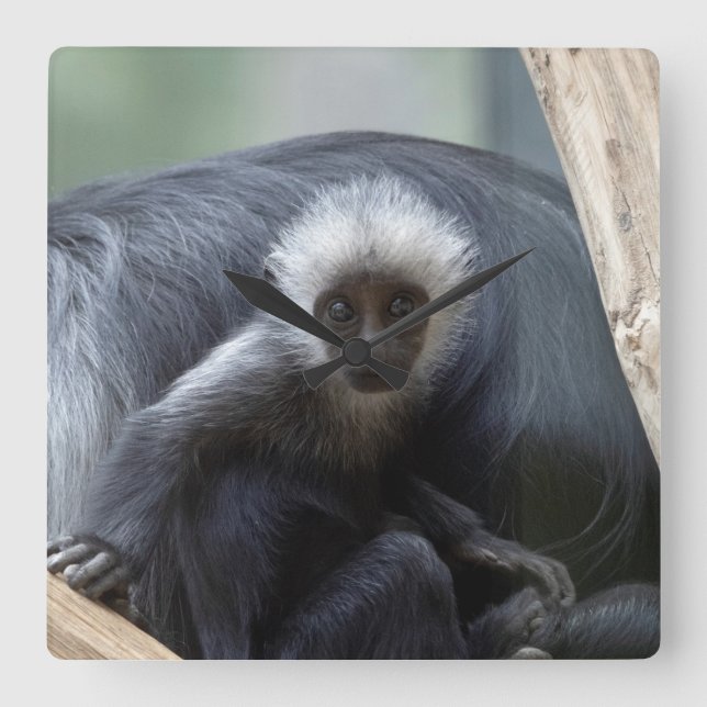 Relógio Quadrado Colobus polykomos (Frente)