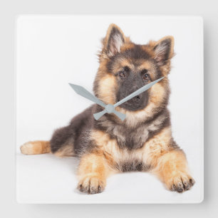 Relógio Quadrado Combinação de German shepherd de Collie de Borda