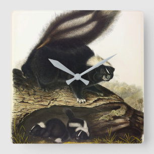 Relógio Quadrado Common American Skunk ou Striped Skunk, de Audubon