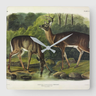Relógio Quadrado Common (White-tailed) Deer - Audubon's Quadrupeds