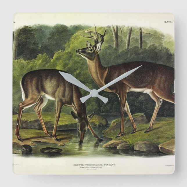 Relógio Quadrado Common (White-tailed) Deer - Audubon's Quadrupeds (Frente)