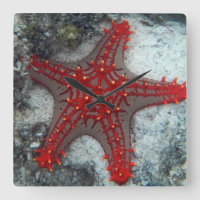 Coroa da estrela do mar dos espinhos no recife de