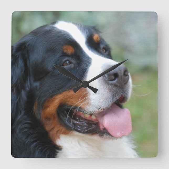Relógio Quadrado Cute Bernese Wall Clock (Frente)