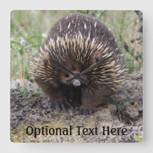 Relógio Quadrado Cute Echidna, da Austrália