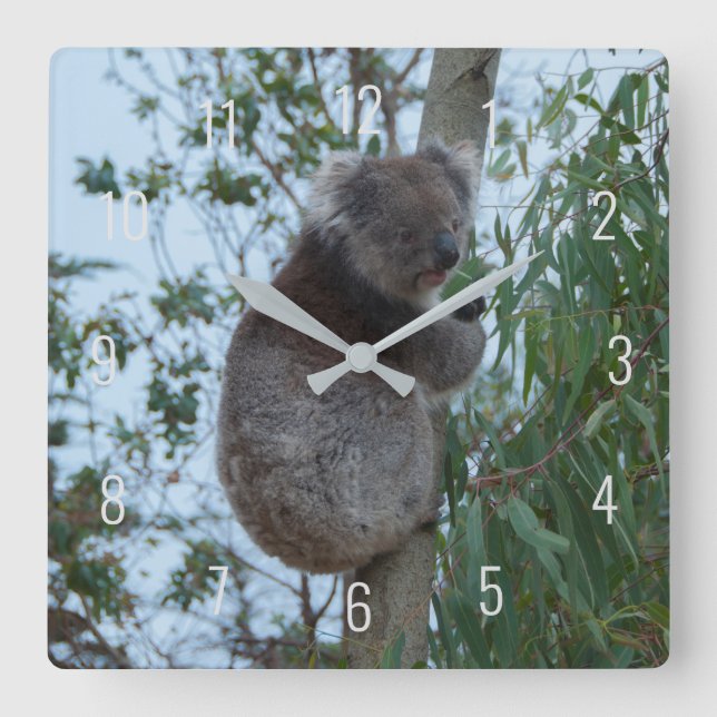 Relógio Quadrado Cute Koala Climbing in a Tree Australia Square Wal (Frente)
