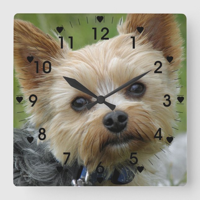 Relógio Quadrado Cute Yorkie clock (Frente)