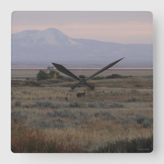 Relógio Quadrado D10 Colinas de veados de cauda branca (Frente)