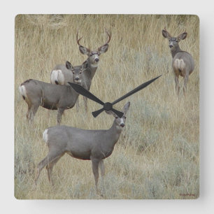 Relógio Quadrado D18 Mule Deer