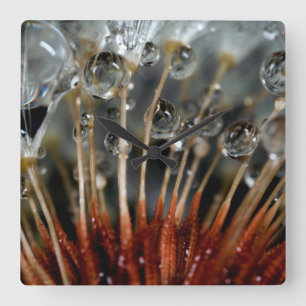 Relógio Quadrado Dandelion e gotas de água, CA