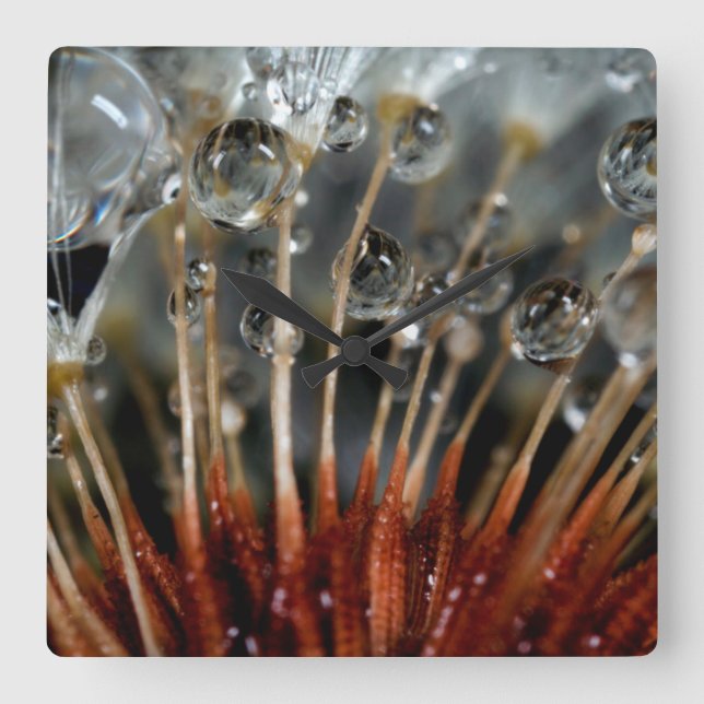 Relógio Quadrado Dandelion e gotas de água, CA (Frente)