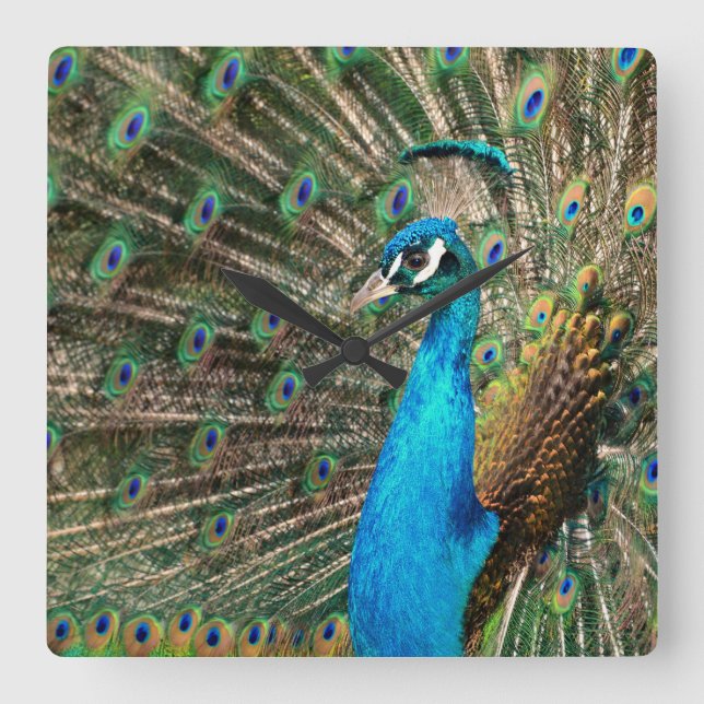 Relógio Quadrado Der blaue Pfau (Frente)