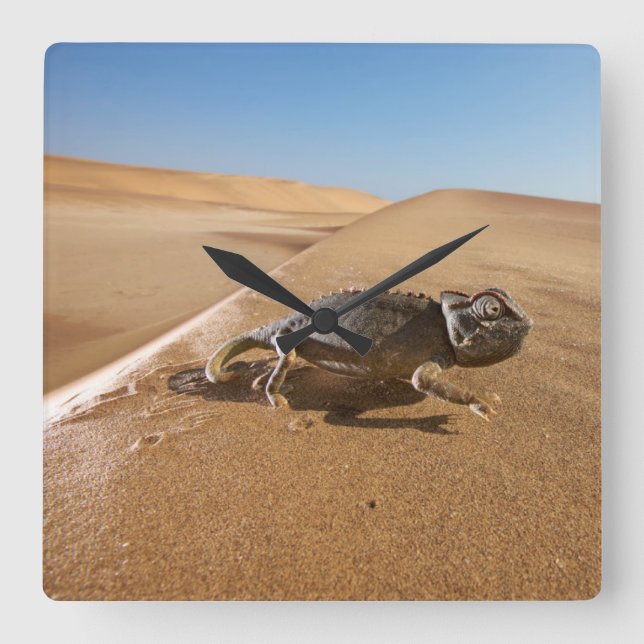 Relógio Quadrado Deserts | Namaqua Chameleon in Desert (Frente)
