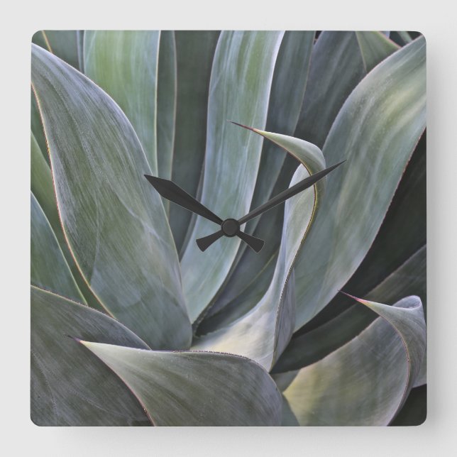 Relógio Quadrado Detalhe desvanecido de Succulant, 2017 (Frente)