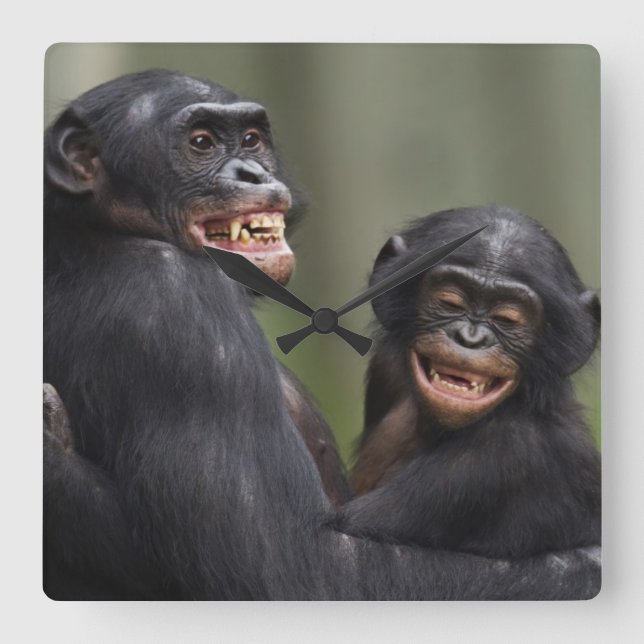 Relógio Quadrado Dois bonobos sorridentes (Frente)