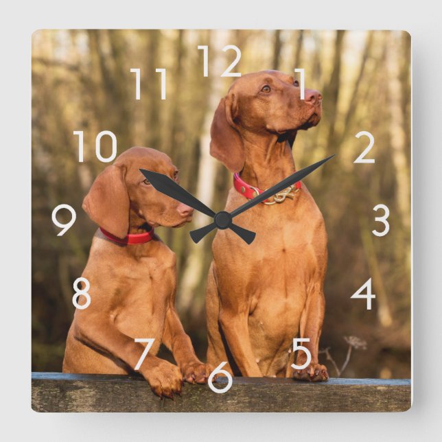 Relógio Quadrado Dois Ouros Rust Vizsla Dogs Wall Clock (Frente)