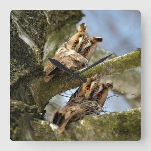 Relógio Quadrado Duas Corujas nos Bosques, aves, vida selvagem Pare