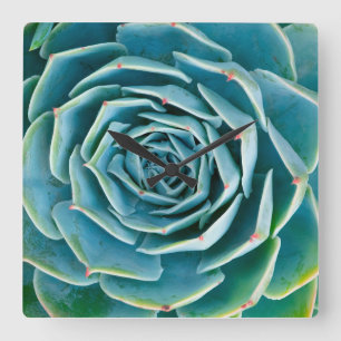 Relógio Quadrado Echeveria Roseta, Jardim Secreto de Marrakech