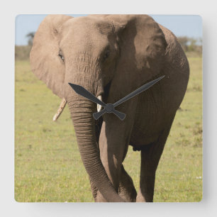 Relógio Quadrado Elefante Africano (Loxodonta Africana), Maasai