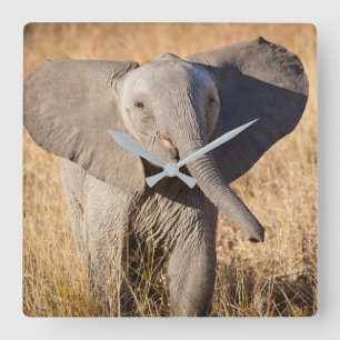 Relógio Quadrado Elefante de Bush