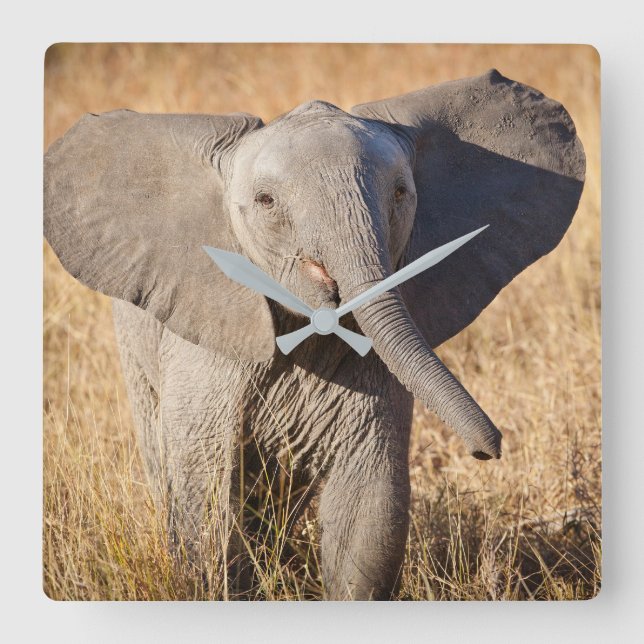 Relógio Quadrado Elefante de Bush (Frente)