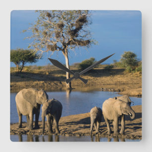 Relógio Quadrado Elefantes de Bush do africano (Loxodonta Africana)