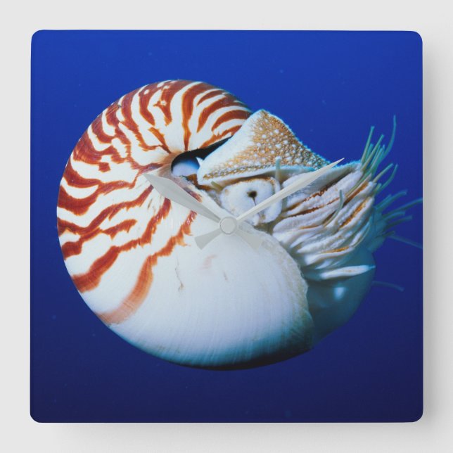 Relógio Quadrado Encerramento De Nautilos Cambiados (Frente)