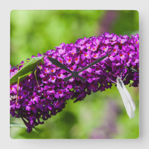 Relógio Quadrado energia katydid