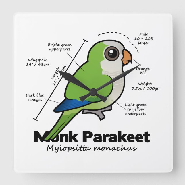 Relógio Quadrado Estatísticas Monk Parakeet (Frente)