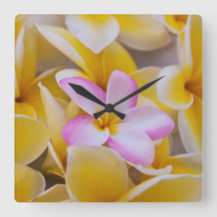 Relógio Quadrado EUA, Havaí, Oahu, Flores de Plumeria em flor 1