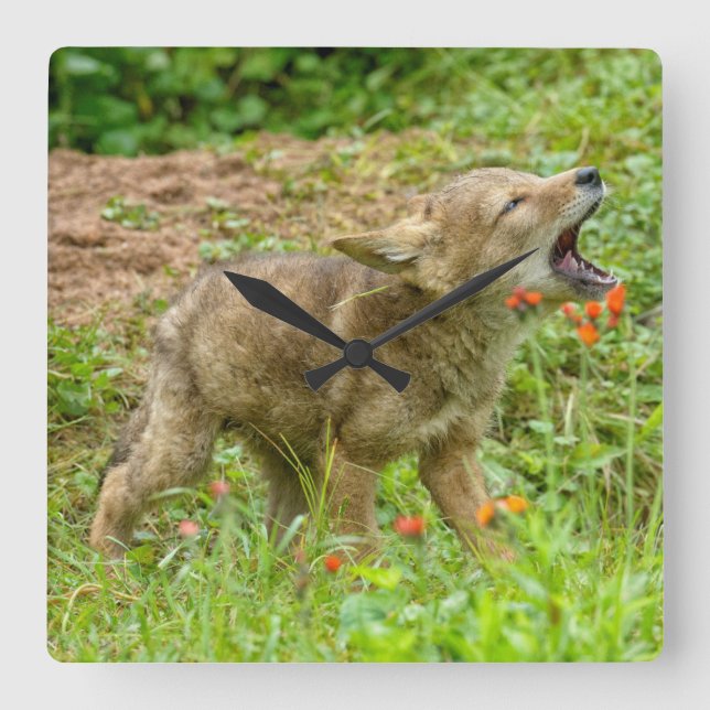 Relógio Quadrado EUA, Minnesota, arenito, animais selvagens 17 de (Frente)