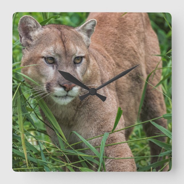 Relógio Quadrado EUA, Minnesota, arenito, animais selvagens 18 de (Frente)