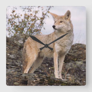 Relógio Quadrado EUA, Montana, Kalispell. Coyote no Triple D