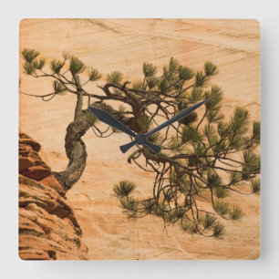 Relógio Quadrado EUA, Utah, Zion National Park. Pinheira