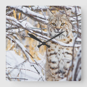 Relógio Quadrado EUA, Wyoming, Bobcat