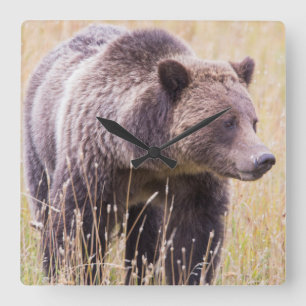Relógio Quadrado EUA, Wyoming, Parque Nacional de Yellowstone, Urso