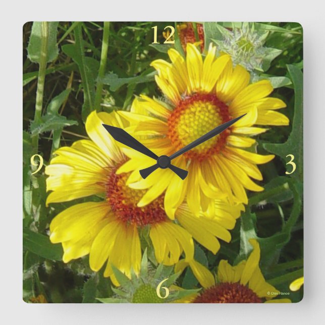 Relógio Quadrado F6 Amarelas Flores Silvestres Gaillardia (Frente)
